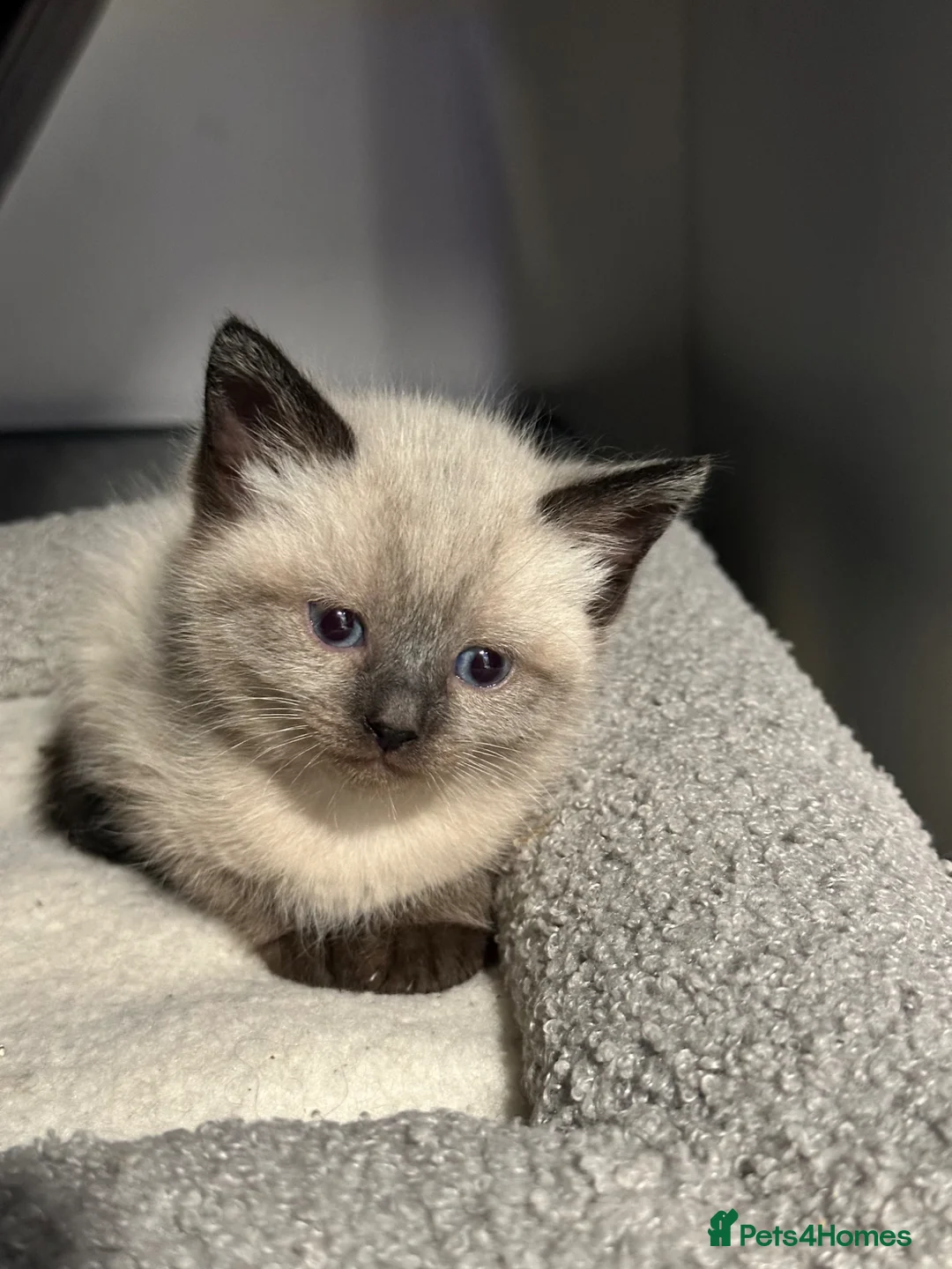 Mixed Breed cats for sale: Kittens  in New Malden - Advert 11