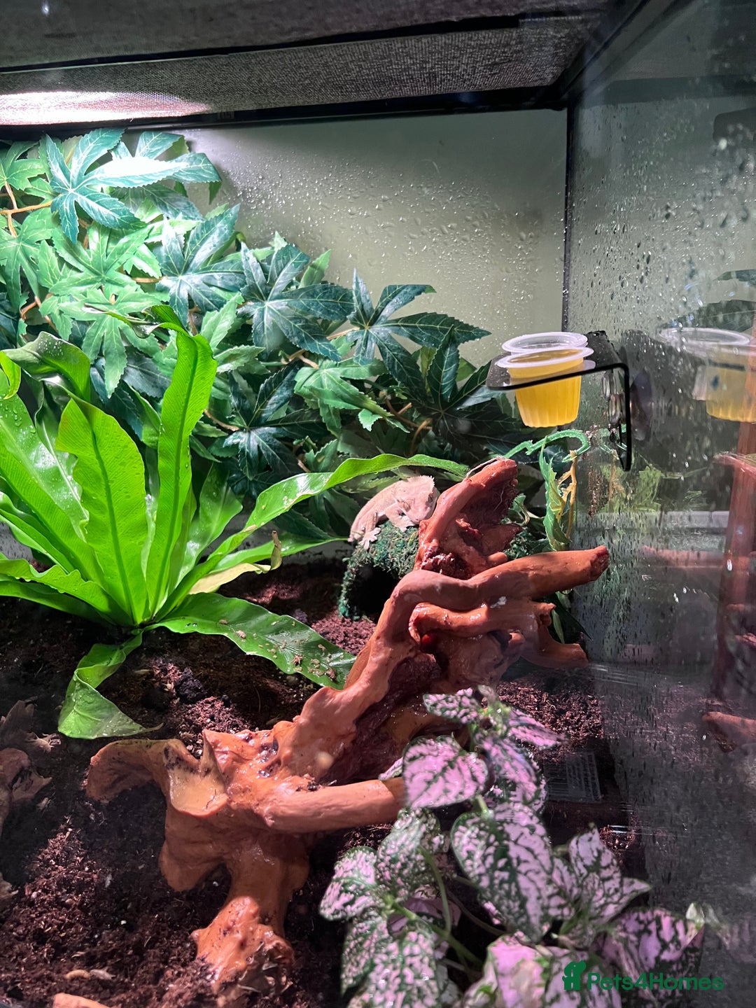 Gecko reptiles for sale: Crested gecko - Advert 3