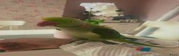 Parakeets birds for sale: Rose-ringed parakeet  - Advert 10