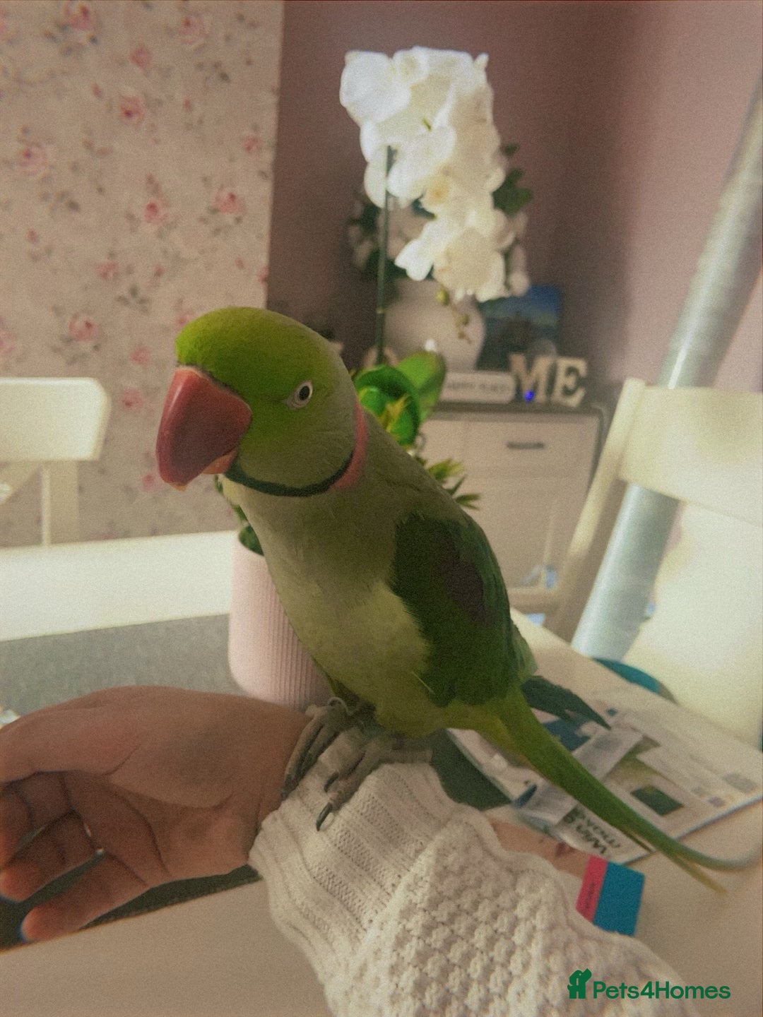 Parakeets birds for sale: Rose-ringed parakeet  - Advert 10