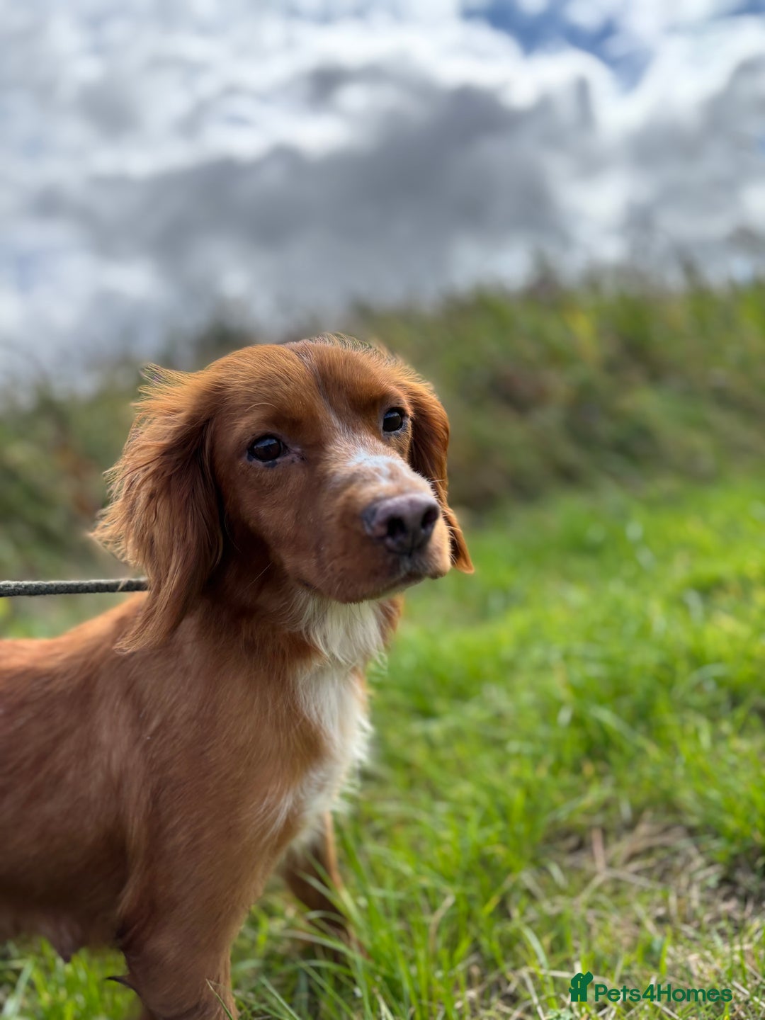 Cockapoo dogs for sale: Beautiful F1 Red/Golden Cockapoo Puppies - Image 9