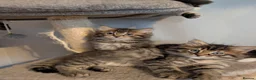 Maine Coon cats for sale: 🩵🩷Maine coon cross kitty's ready now 🩷🩵 - Advert 9