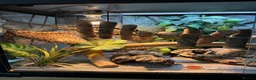 Leopard Gecko reptiles for sale: Leopard gecko with full set up included in photos  in York - Advert 8