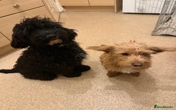 Jackapoo dogs for sale: Jackapoo puppies for sale  - Image 1