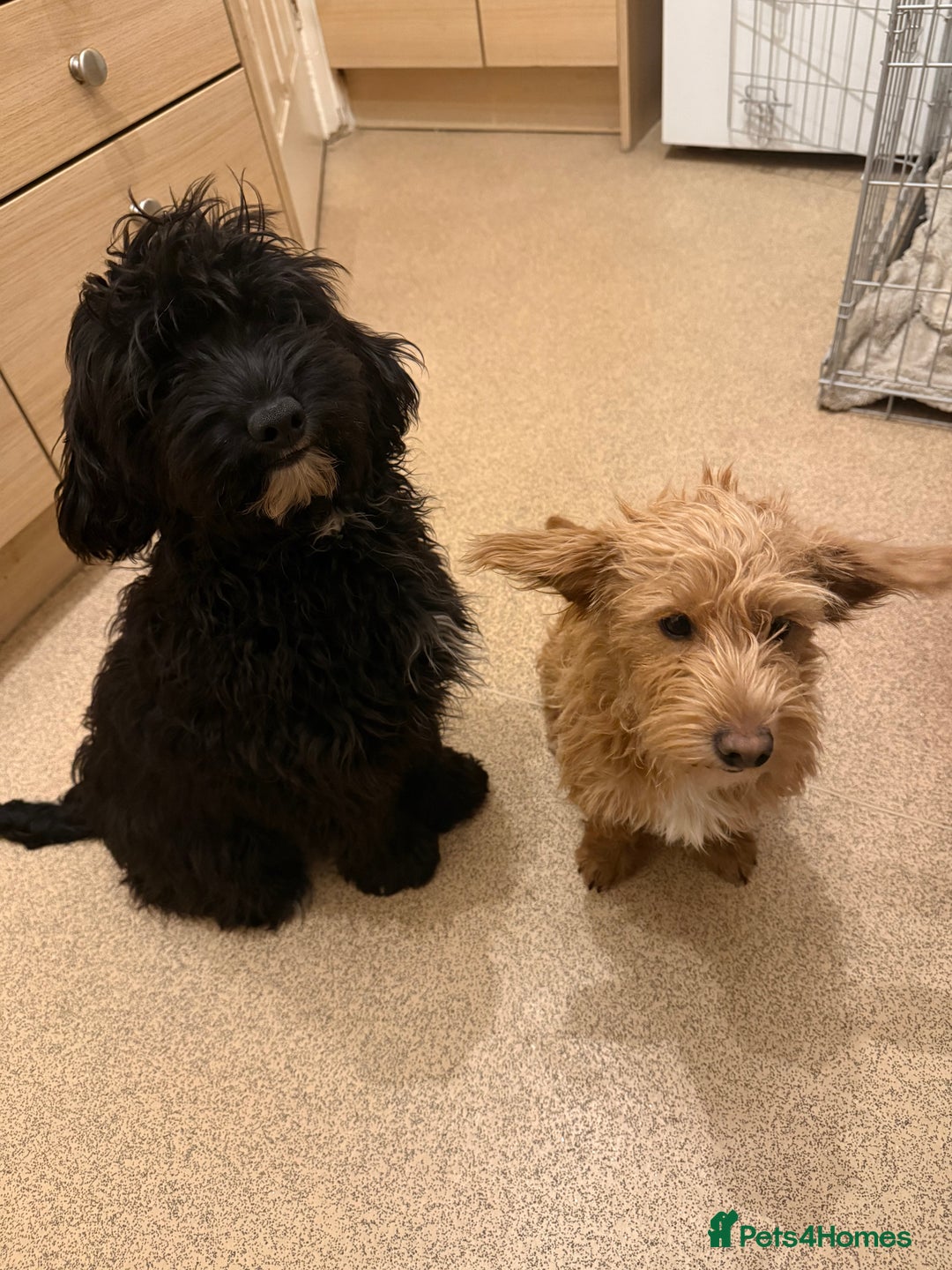 Jackapoo dogs for sale: Jackapoo puppies for sale  - Image 1