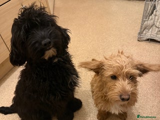 Jackapoo dogs for sale - Advert 1