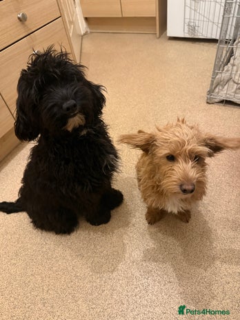 Jackapoo dogs - Advert 2