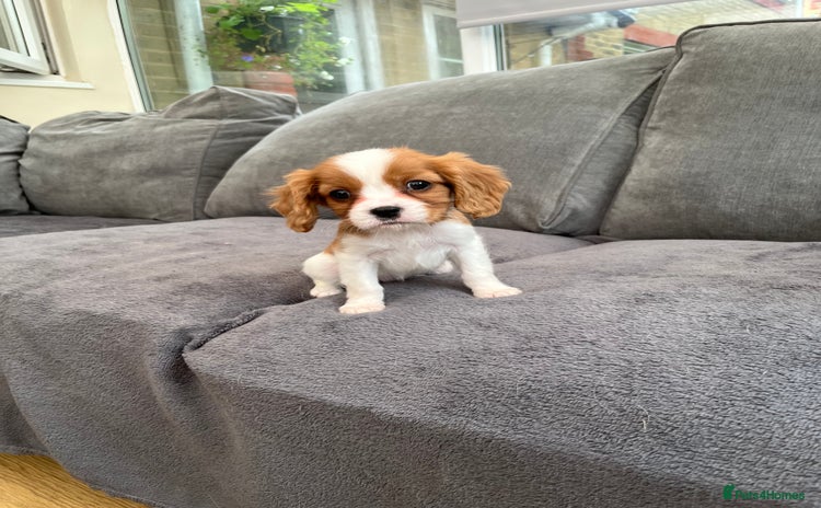 Cavalier King Charles Spaniel dogs - Advert 2