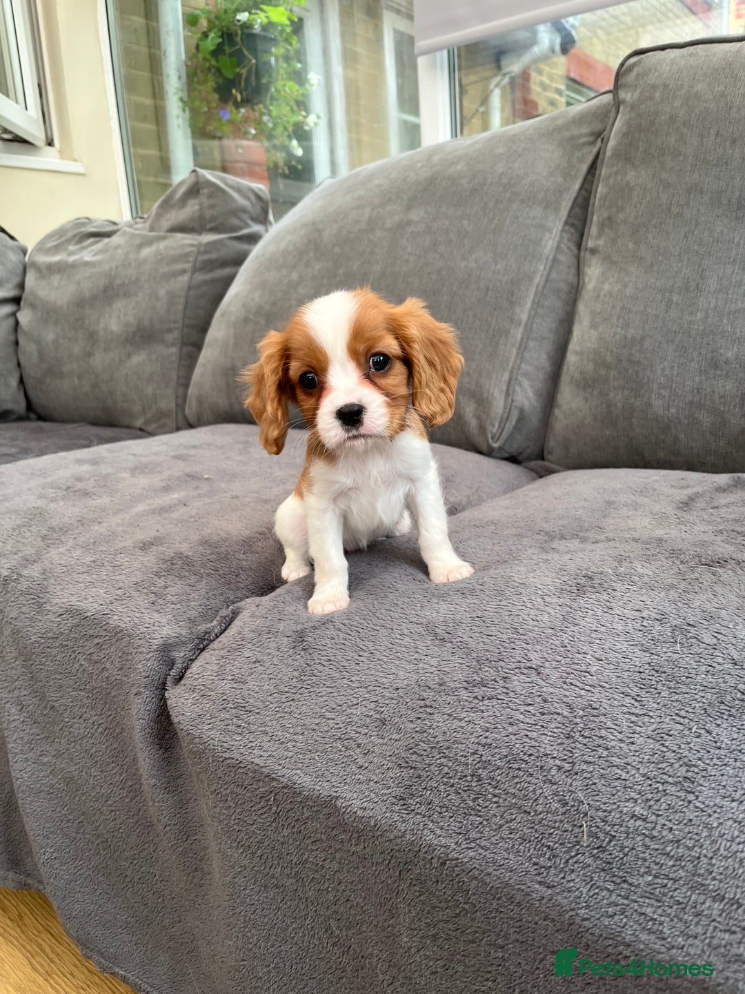 Cavalier King Charles Spaniel dogs for sale: Two boys looking for their new homes  - Image 1