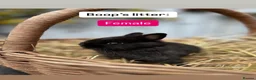 Netherland Dwarf rabbits for sale: Netherland Dwarf Baby Rabbits - Advert 3