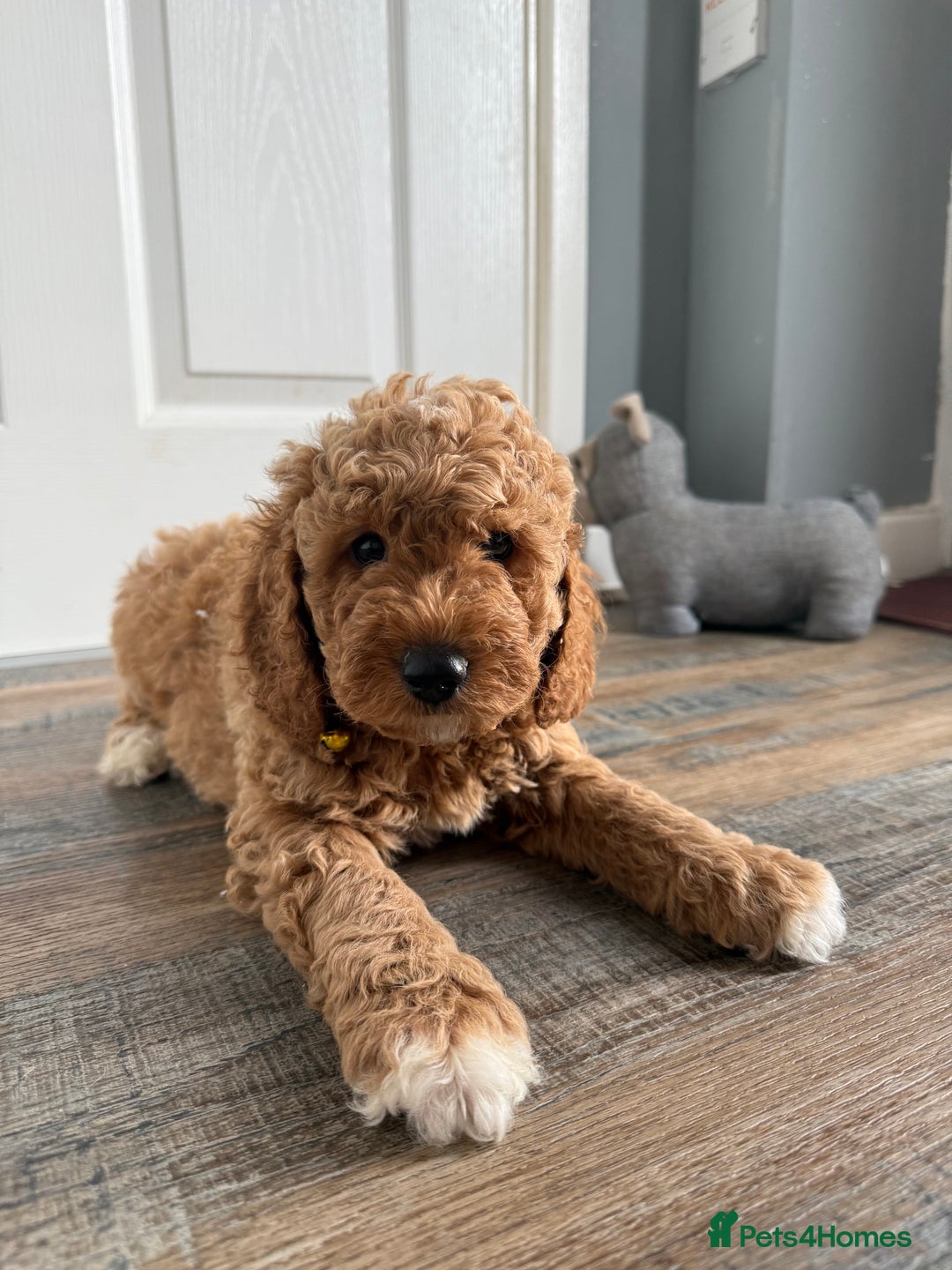 Poochon dogs for sale: Poochon puppies READY TO LEAVE 🐶  - Image 2