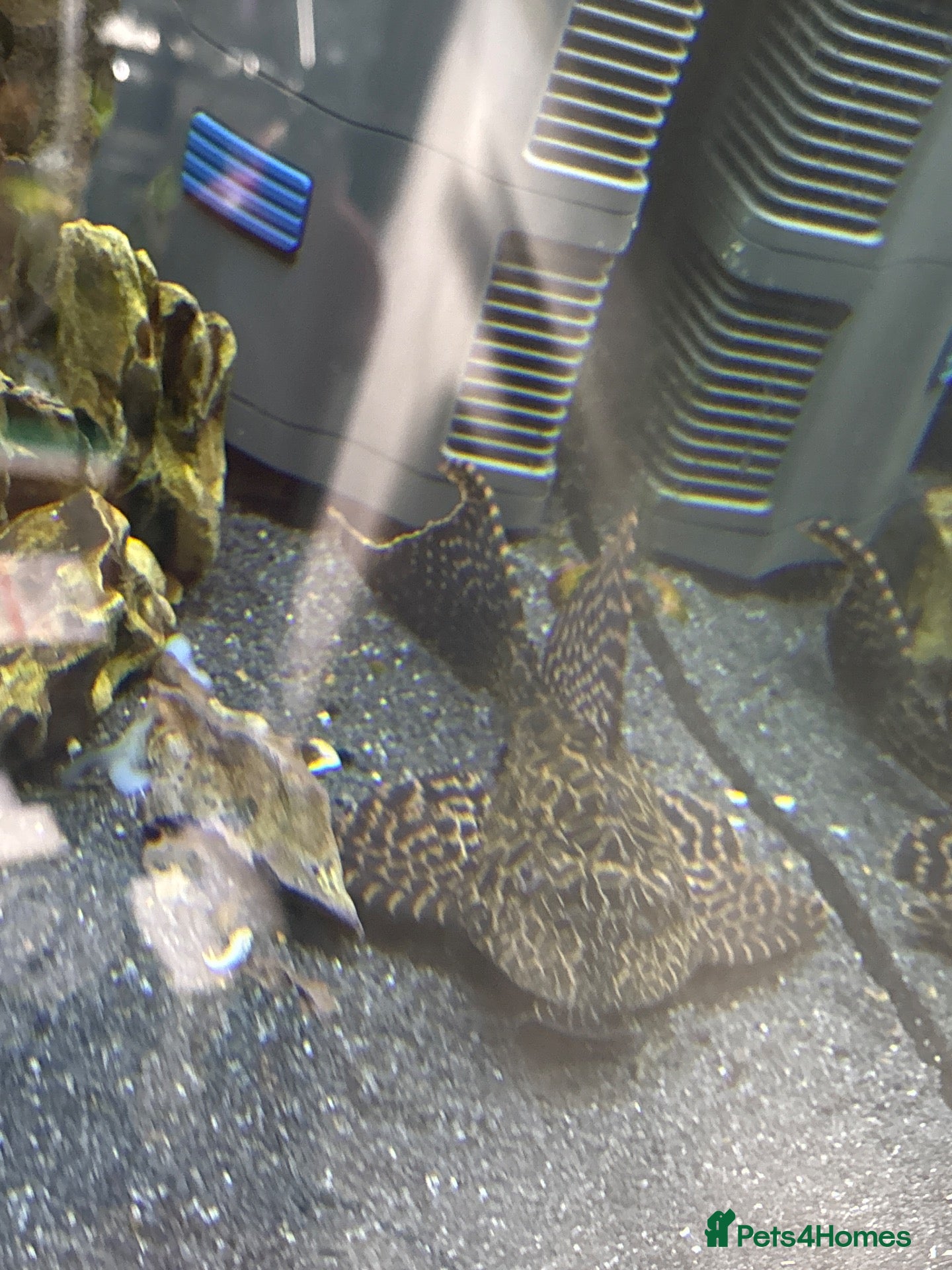 Plecos fish Common pleco  - Advert 6