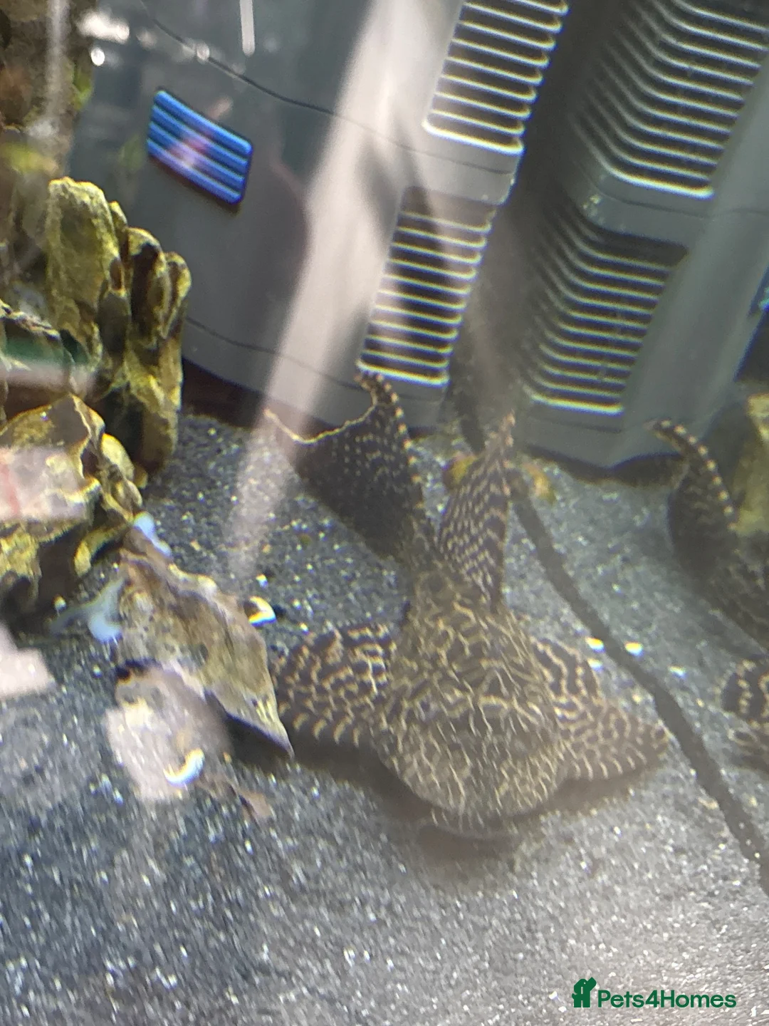 Plecos fish for sale: Common pleco  - Advert 1
