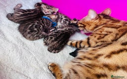 Bengal cats for sale: TICA Reg Bengal Kittens - Browns, Lynx & Mink - Image 22