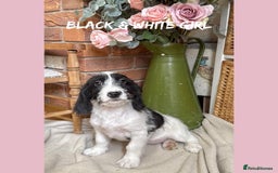 Mixed Breed dogs for sale: ☀️PERFECT POOGLES (beagleXminiature poodle)☀️ in Rhayader - Image 14