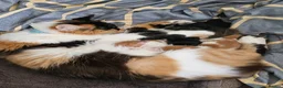 Mixed Breed cats for sale: Adorable and Friendly Kittens in Hungerford - Advert 18