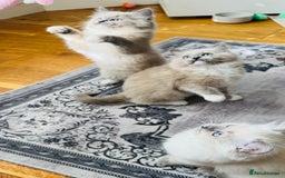 Ragdoll cats for sale: Pure Mink, High White/Van & Blue Point Babies 😻 - Image 12