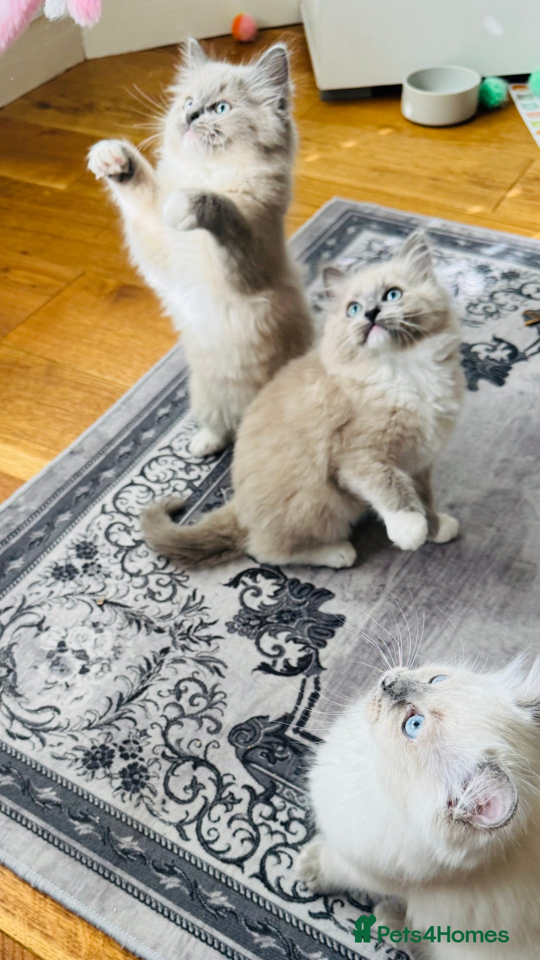Ragdoll cats for sale: Pure Mink, High White/Van & Blue Point Babies 😻 - Image 12