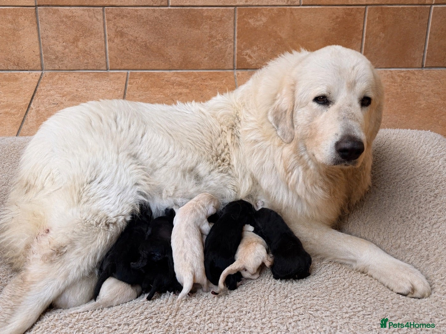 Mixed Breed dogs Golden Pyrenees- Golden Retriever x Pyrenean - Advert 1