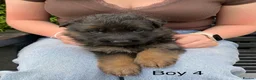 German Shepherd dogs for sale: STUNNING LONG HAIRED KC GERMAN SHEPHERD PUPPIES in Coalville - Advert 7