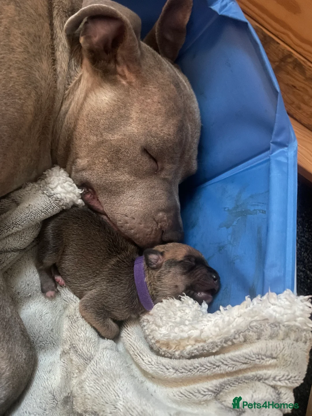 Mixed Breed dogs for sale: Beautiful Staffy x Collie Pups, 4 male 5 girls - Advert 6