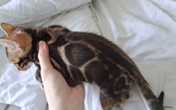 Bengal cats for sale: Brown Clouded Top Quality Bengals - Image 15