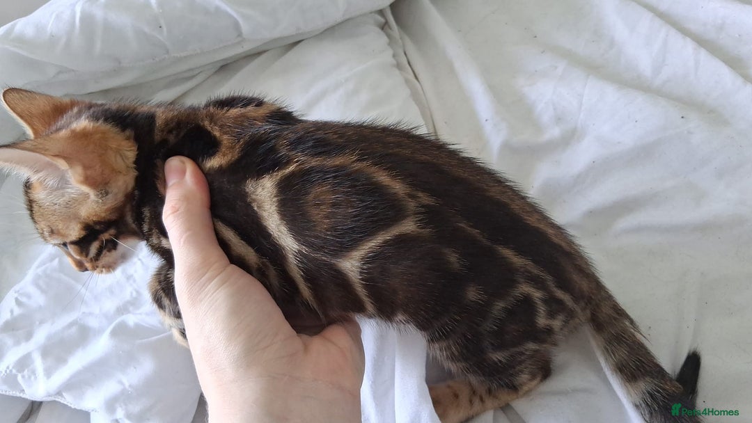 Bengal cats for sale: Brown Clouded Top Quality Bengals - Image 15