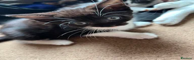 M/F Black and white Kitten 