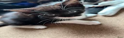 Mixed Breed cats for sale: 6 Fluffy Kitties - Advert 7