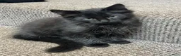 Mixed Breed cats for sale: Black half Ragdoll kittens for sale - Advert 4