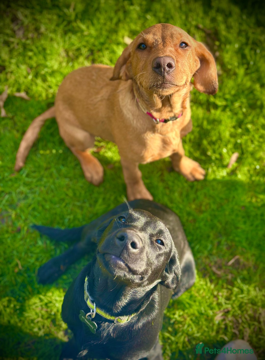 Labrador Retriever dogs for sale: Beautiful Fox Red Lab Bitch  - Advert 2