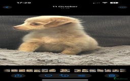 Mixed Breed dogs for sale: 5 beautiful chiweenies  - Advert 4