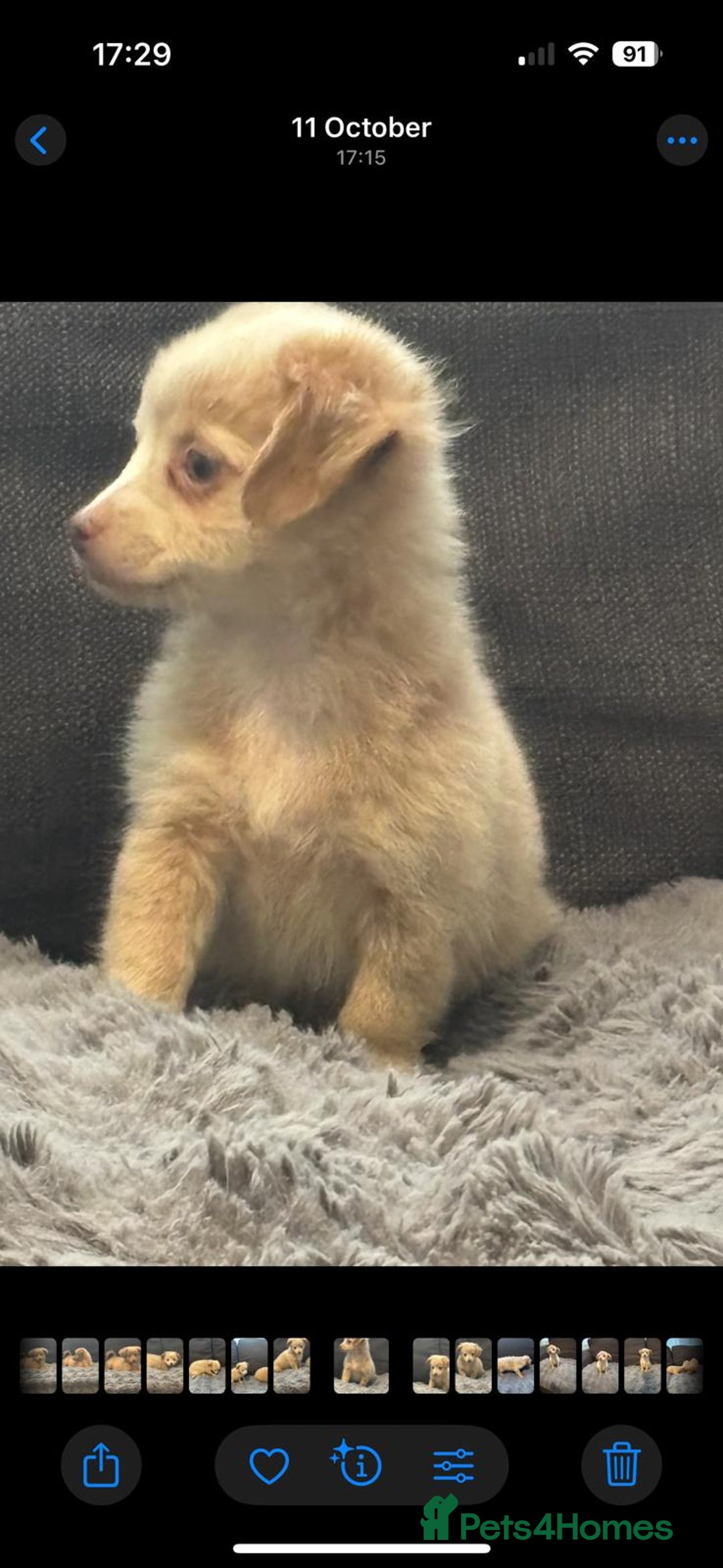 Mixed Breed dogs for sale: 5 beautiful chiweenies  - Advert 4