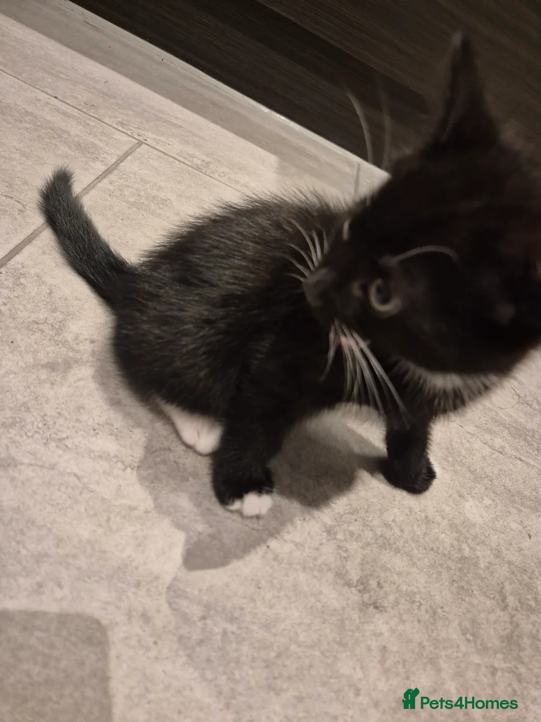 Mixed Breed cats for sale: Beautiful playful kitten need of home - Advert 5