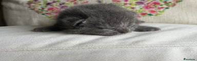 British Shorthair Kitten 3