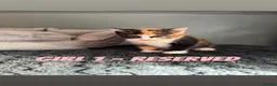 Mixed Breed cats for sale: BEAUTIFUL KITTENS READY NOW!!! - Advert 10