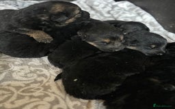 German Shepherd dogs for sale: German shepherd  - Image 2