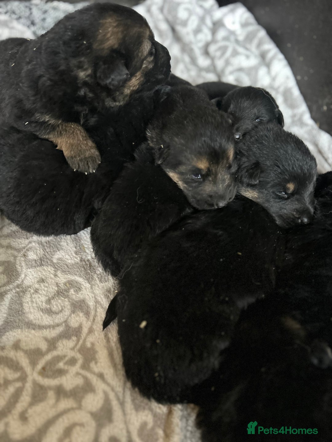 German Shepherd dogs for sale: German shepherd  - Image 2