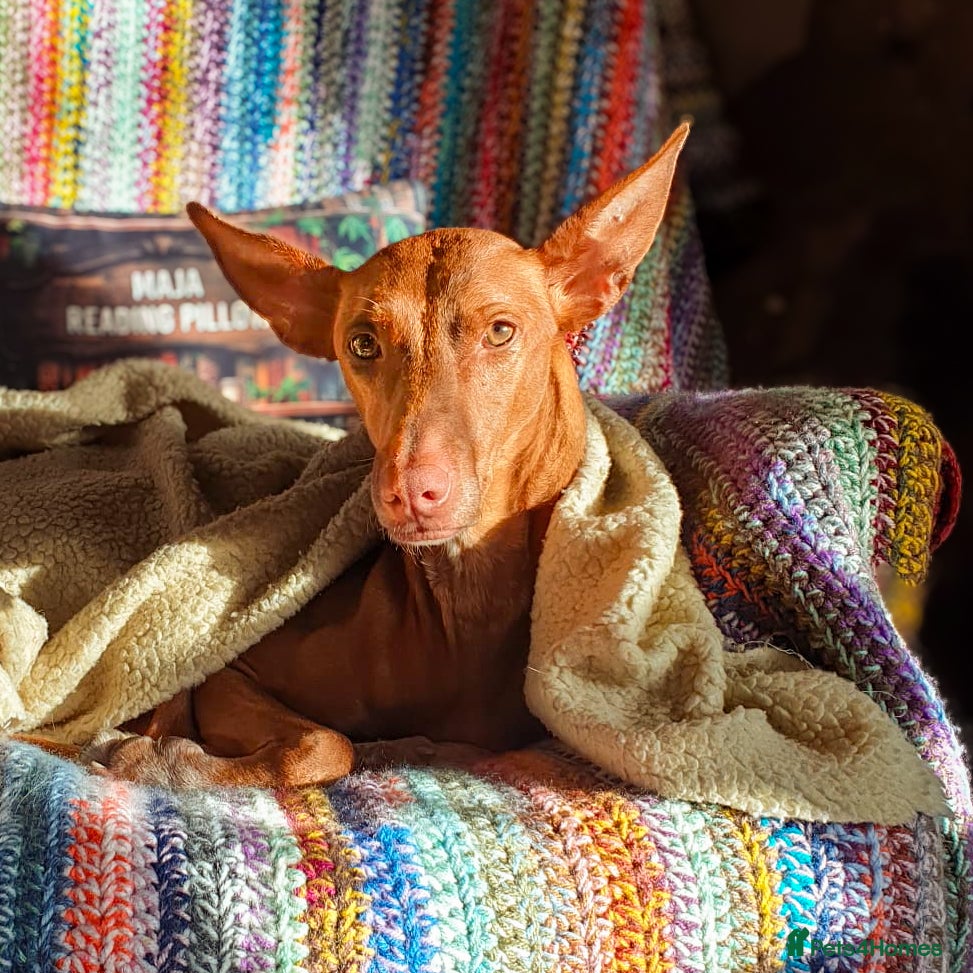 Ibizan Hound dogs Cati a lovely calm girl who loves other dogs  - Advert 2