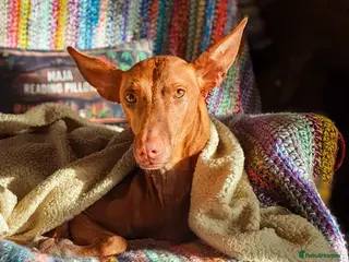 Ibizan Hound dogs Cati a lovely calm girl who loves other dogs - Advert 2