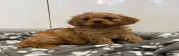 Cavapoo dogs for sale: Beautiful f1 cavapoo puppies - Advert 1