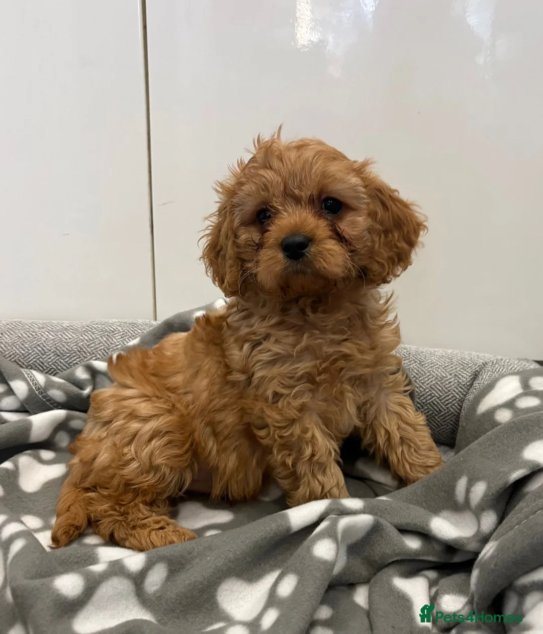 Cavapoo dogs for sale: Beautiful f1 cavapoo puppies - Advert 1