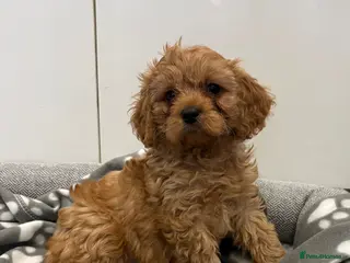 Cavapoo dogs for sale: Beautiful f1 cavapoo puppies - Advert 1