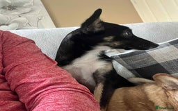 Mixed Breed dogs for adoption: Pepper  - Image 5