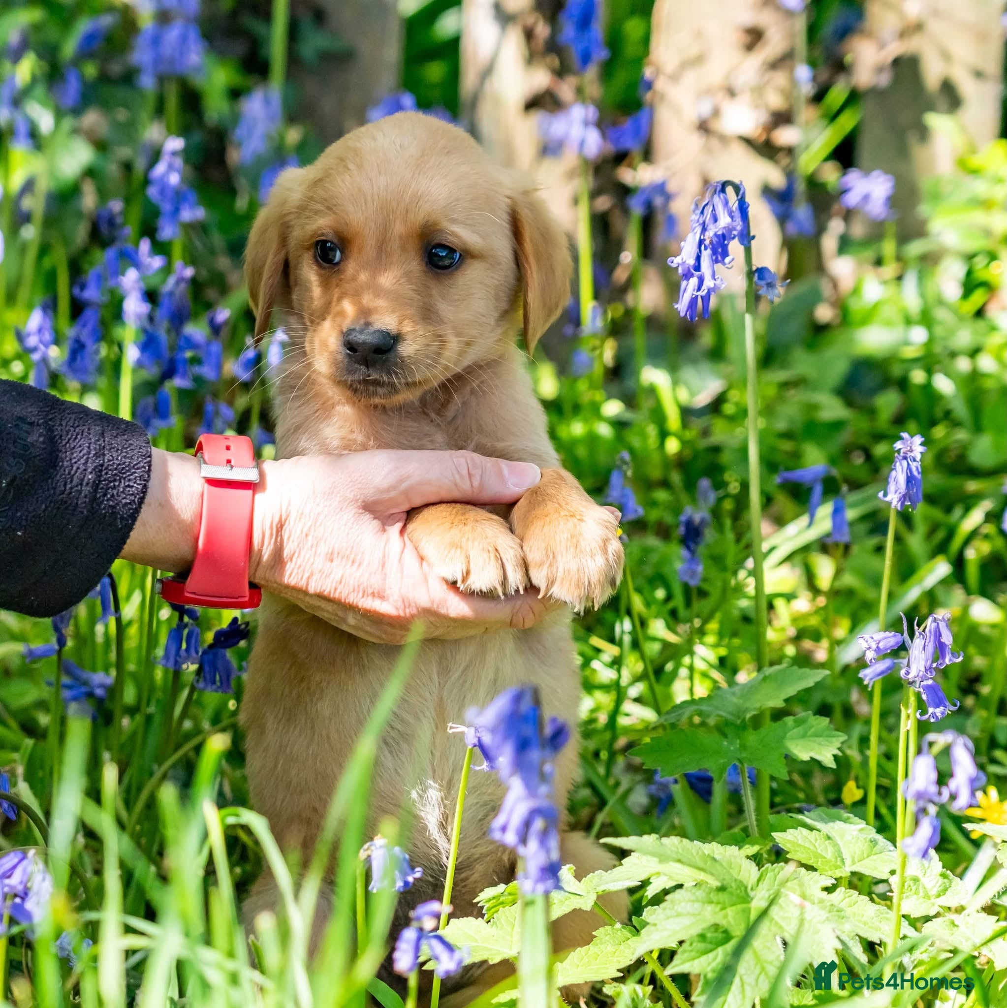 Goldador dogs 💛⭐️❤️☀️Fox Red Goldador Puppies for sale💛⭐️❤️🌟 - Advert 1