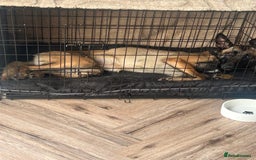Belgian Shepherd Dog dogs for sale:  Belgian Malonis  - Image 3