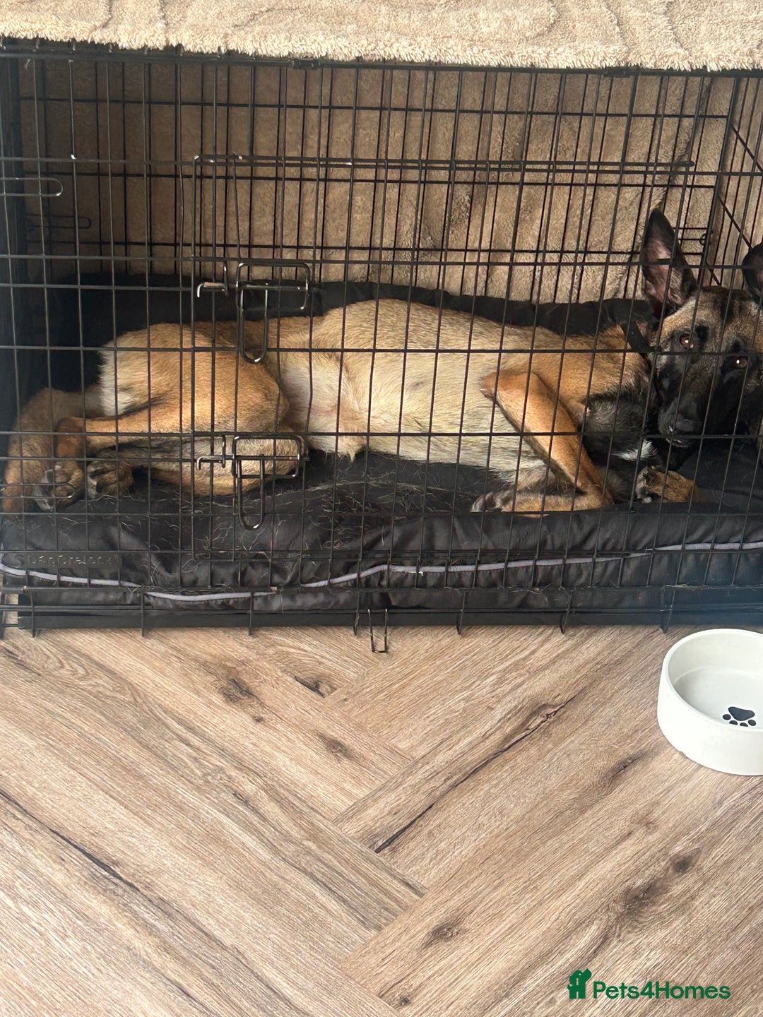 Belgian Shepherd Dog dogs for sale:  Belgian Malonis  - Image 3