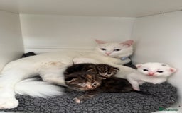 Turkish Angora cats for sale: 4 Beautiful Turkish Angora Mix Kittens - Image 1