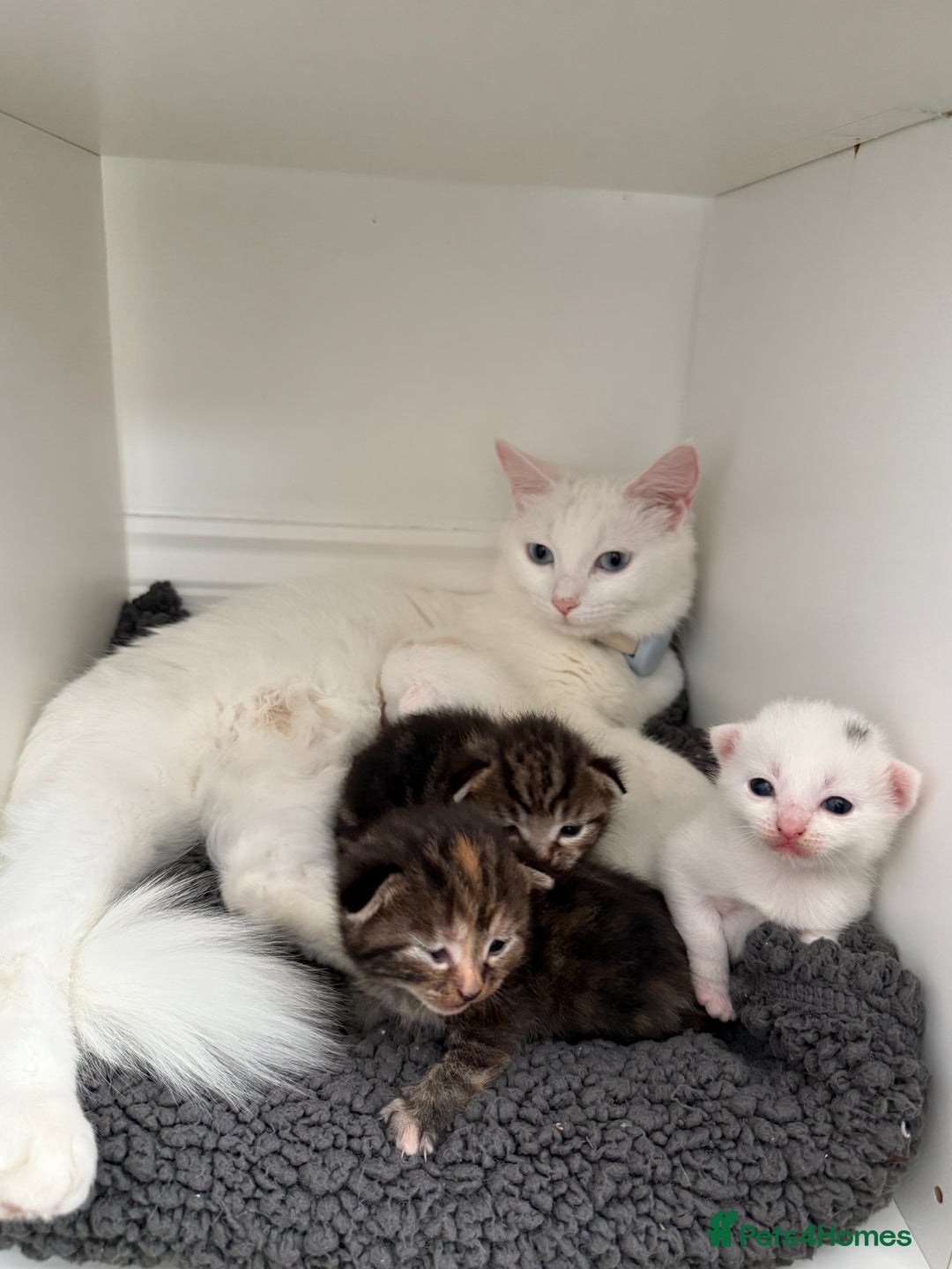 Turkish Angora cats for sale: 4 Beautiful Turkish Angora Mix Kittens - Image 1