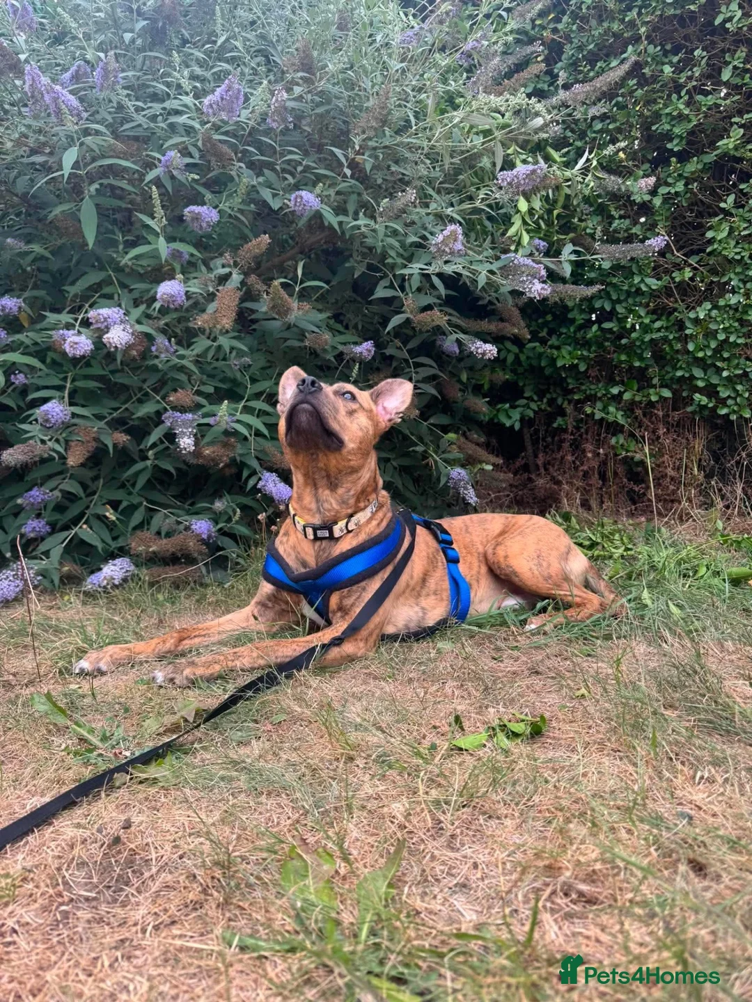 Mixed Breed dogs for sale: Bandit- Bull lurcher rescue  in Newark - Advert 2